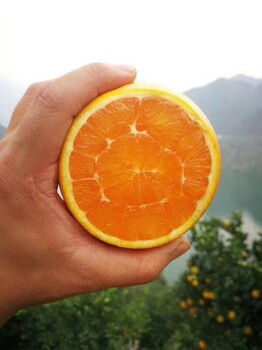 湖北秭归伦晚橙子