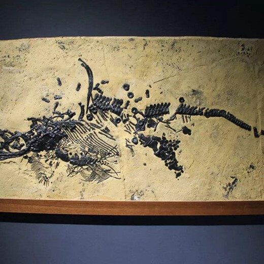 魚(yú)龍化石未來(lái)上門(mén)收購(gòu)價(jià)格