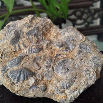 植物化石鑒定特點(diǎn)和拍賣價(jià)格