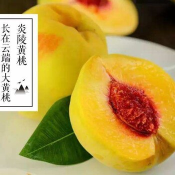 炎陵黄桃：盛夏的果实