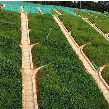 礦山生態(tài)復綠邊坡常青黃岡批發(fā)綠化草籽草種