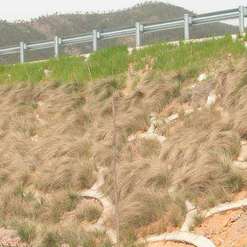 供應湖北黃岡高速公路護坡草籽草種綠化花草灌木種子批發(fā)