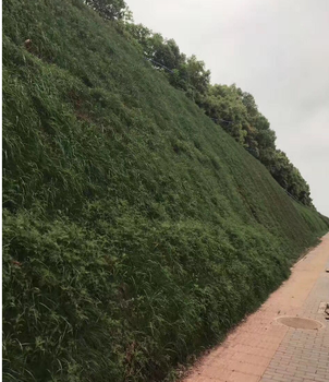 咸寧礦山邊坡綠化草種子本地