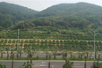 广东绿化草籽公司：道路边坡/国道边坡专用灌木种子