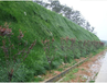 供应梅州高速护坡上下坡复绿易于成活灌木草籽种子