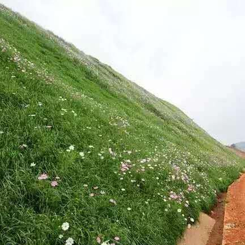 湖北黄冈边坡绿化植物市场价