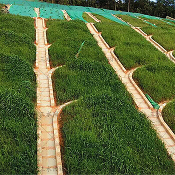 廣東道路護坡草籽報價：高速/國道綠化工程草籽價格