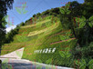 梅州高速边坡常绿四季青混合草籽灌木价格多少一斤？