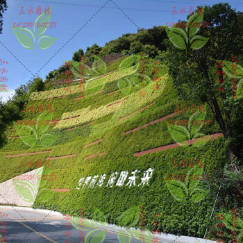 梅州高速邊坡常綠四季青混合草籽灌木價(jià)格多少一斤？
