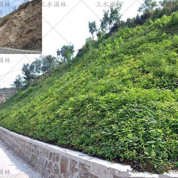 梅州高速路基邊坡綠化工程造價：灌木混合草籽穩(wěn)固邊坡品種