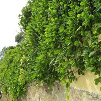 湖南礦山邊坡巖石坡綠植爬藤種子造價(jià)：油麻藤發(fā)芽率高