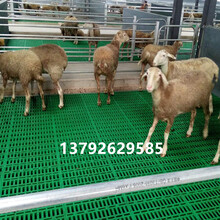 羊用漏粪板羊漏粪地板纯新料羊粪板厂家