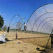 生产云南蓝莓种植大棚避雨棚50圆管立柱结实