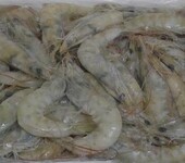 印度南美白虾进口清关代理，青岛海鲜进口清关公司