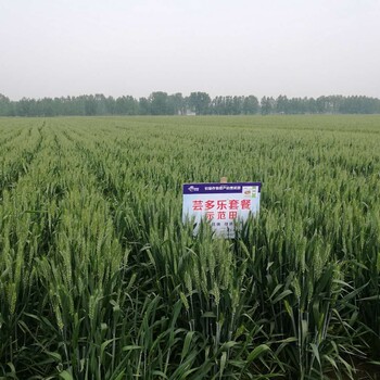 蕓多樂增產(chǎn)套餐營養(yǎng)調(diào)節(jié)高產(chǎn)套餐