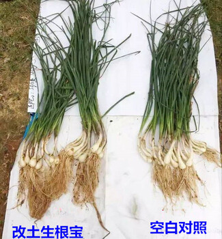 作物生根迅速壯根顯著