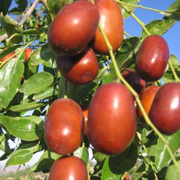 紅棗沖施肥促根?；ㄅ蚬霎a(chǎn)