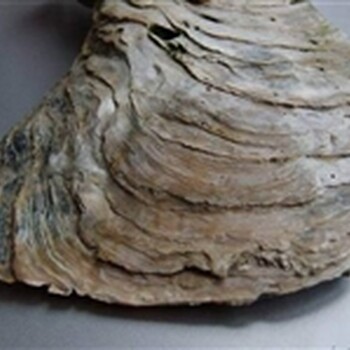 西安貝殼化石收購?fù)顿Y價(jià)值