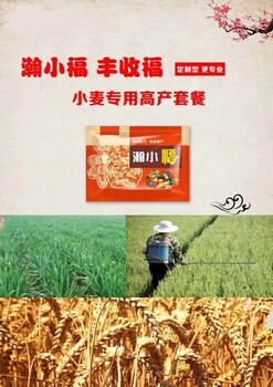 丰收福-瀚小福抗病增产多收获小麦每亩增产200斤