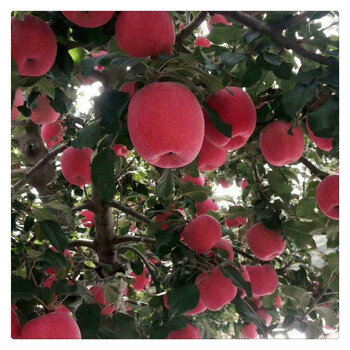 鲁丽苹果品种介绍7月下旬成熟鲁丽苹果树苗基地批发价格