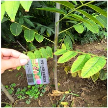 山東香椿樹苗價格一米高香椿樹苗價格紅油香椿苗香椿芽苗哪里有賣