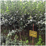 柿子树苗基地柿子树种植方法甜脆柿子日本甜柿子树苗