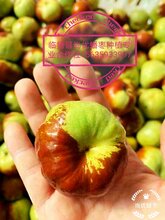 蟠枣接穗蟠枣接穗图片