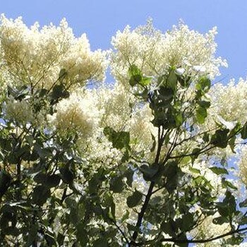 叢生暴馬丁香種植基地_8公分暴馬丁香批發(fā)-山西春秋園林