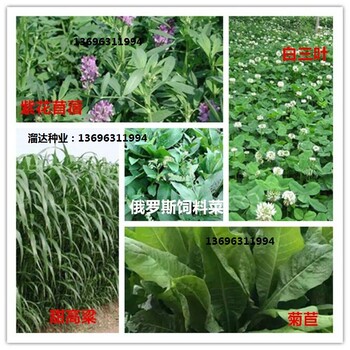 牧草種子都有哪些品種
