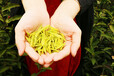 中国高端黄茶叶品牌黄魁茶，富含大量氨基酸茶氨酸