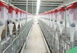 养猪设备自动化送料机料线料塔福宇猪哈哈养猪设厂