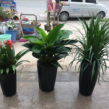 重慶室內(nèi)植物租賃