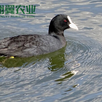 孝感白骨顶鸡养殖基地规划在哪里适合