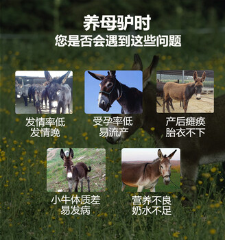 繁殖母驢預(yù)混料提高驢駒體質(zhì)，減少腹瀉，提高驢駒存活率