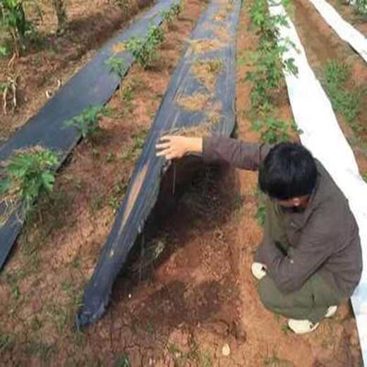 广东茂名防草布厂家_防草布图片价格