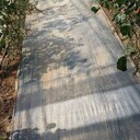 防草編織布海南藍莓葡萄防草布