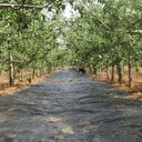 6米寬度防草塑料編織布市場價山東枸杞櫻桃防草布