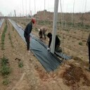 廠家批發(fā)PP防草布果樹防草布除草布地布價格