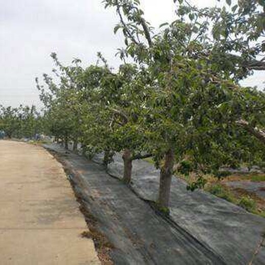 防草布除草布_临夏防草布除草布图片_价格