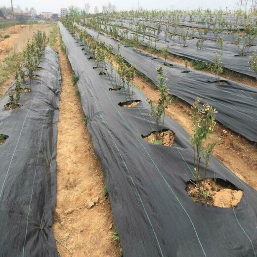 用黑色遮网布除草对果树生长的影响