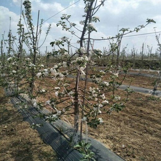 新疆昆玉防草布价格