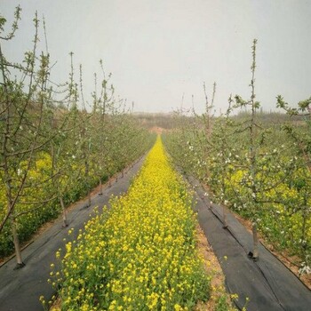 河北火龙果园除草地布除草地布