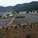 四川廠家PP園藝地布溫室大棚除草地布果園