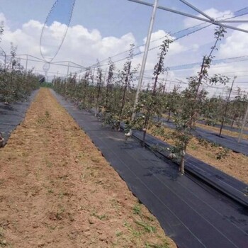 安徽葡萄园除草布PP材质除草布