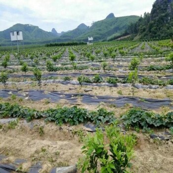 贵州樱桃园除草布除草布