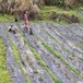 蓬江區廠家批發園藝地布防草布鋪設,園藝地布