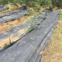 余干縣除草布蓋草布防草布批發(fā),園藝地布