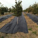 PP除草布,柏鄉縣定制90克防草布生產廠家廠家