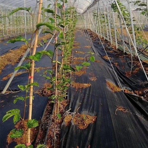 临川区园艺防草布果园除草布厂家,除草布