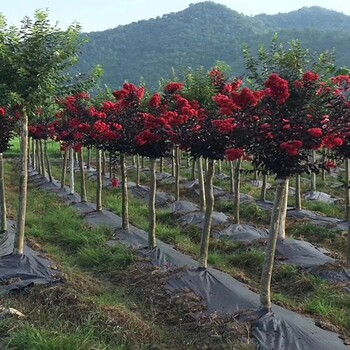 恒瑞通果园除草布园艺地布江西PP编织布